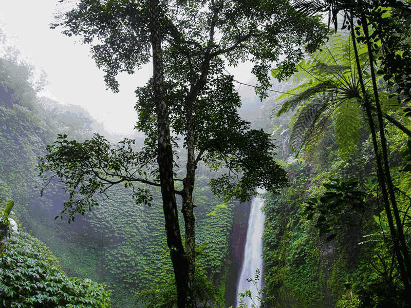 These Misconceptions of Tropical Rainforests