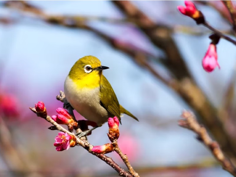 托福Official74听力leture1 The courting behavior of the Bower bird原文解析+翻译音频