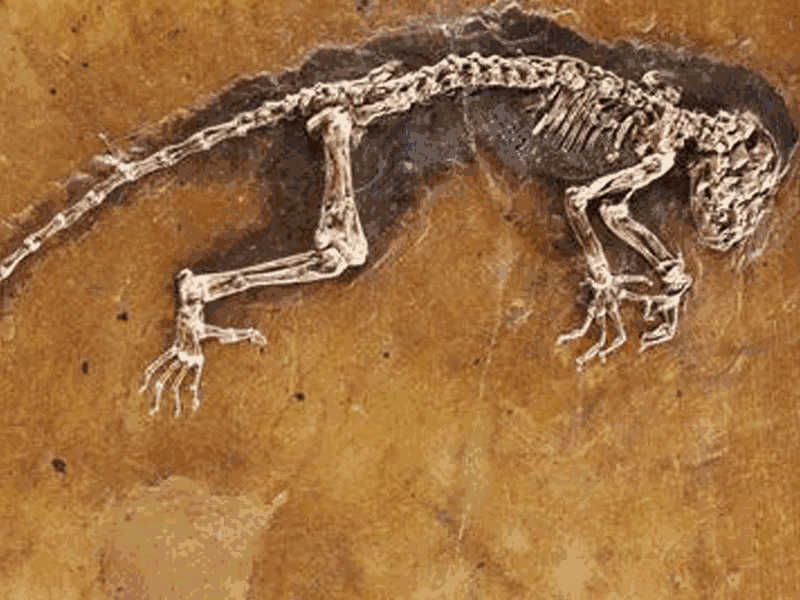 托福Official20阅读第3篇Fossil Preservation题目解析