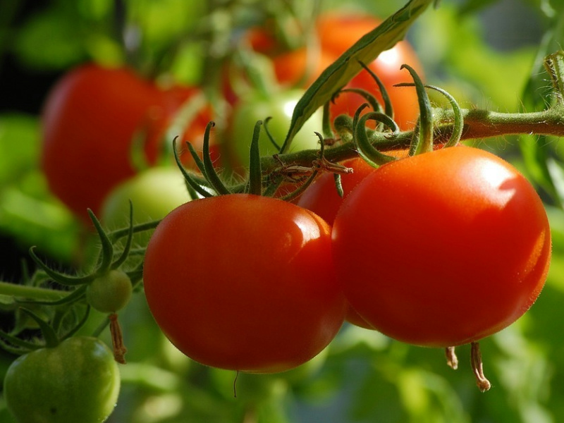 A second attempt at domesticating the tomato