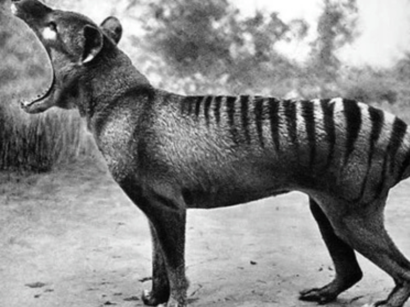 The thylacine