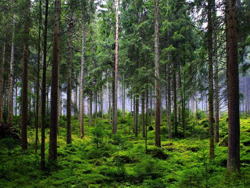 Forest management in Pennsylvania, USA 