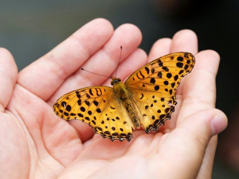 The impact of climate change on butterflies in Britain