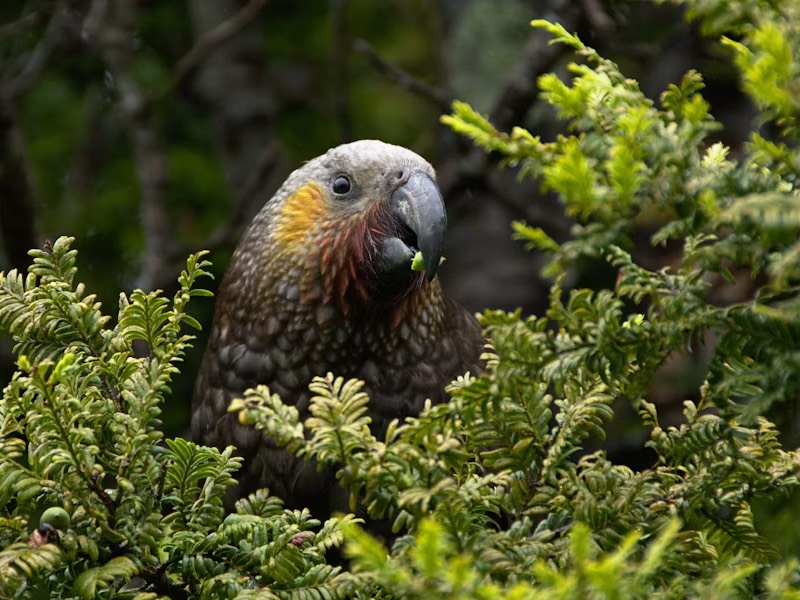 The kakapo
