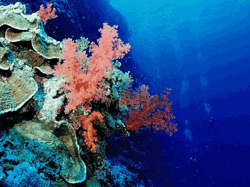 托福Official31听力leture3 Decline Of Coral Reefs原文解析+翻译音频