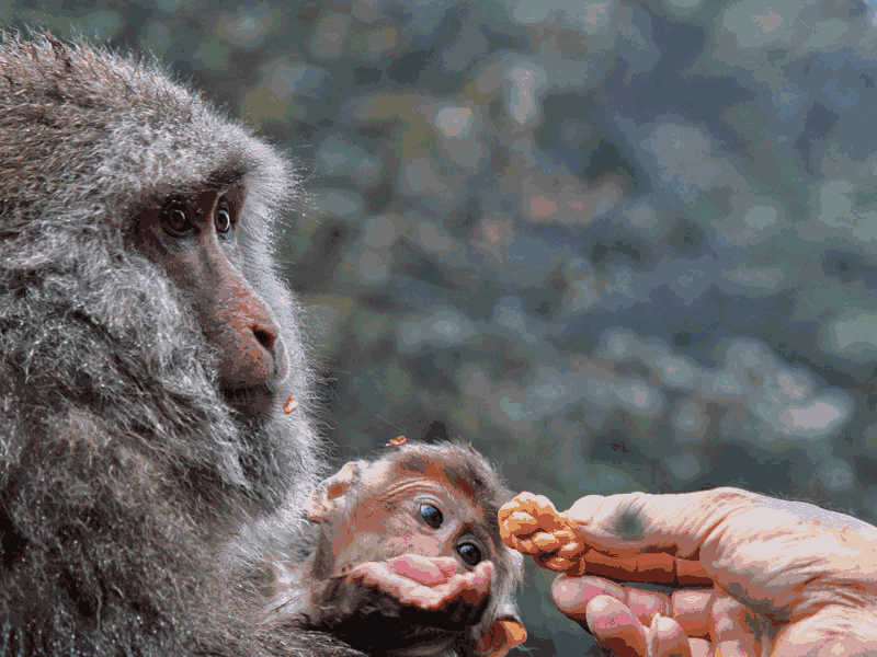 托福Official31听力leture4 The Botai Culture原文解析+翻译音频