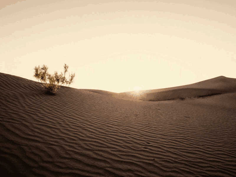 托福Official26阅读第2篇Survival of Plants and Animals in Desert Conditions题目解析